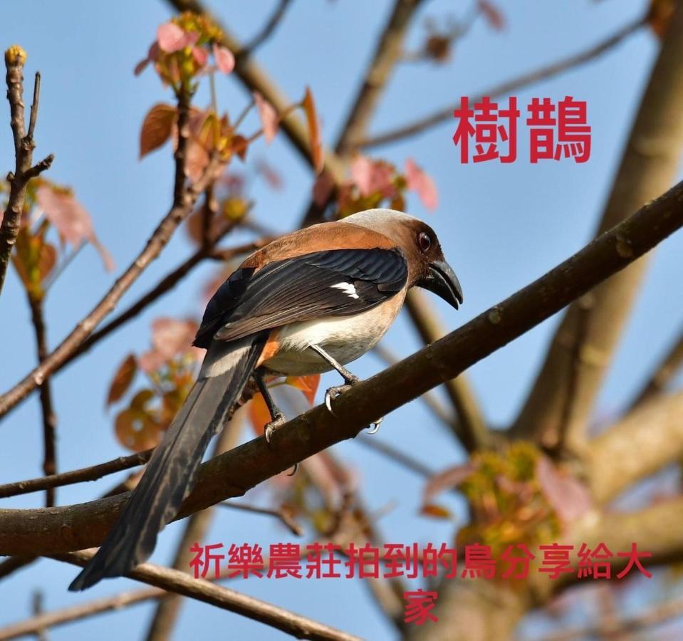 Lala Mountain Homestay‧Cile Farm Hualing Exterior foto
